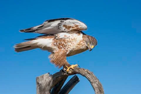 Ferruginous Hawk Ready to take Flight Stock Photos
