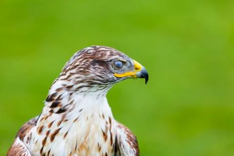 Ferruginous hawk third eyelid Stock Photos