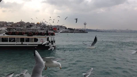 Ferry on the Bosphorus with flock of gulls, Turkey, Istanbul, 2015 Vídeos de archivo 88252793