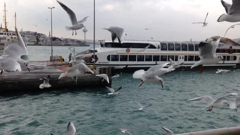 Ferry on the Bosphorus with flock of gulls, Turkey, Istanbul, 2015 Stock Footage 88252798
