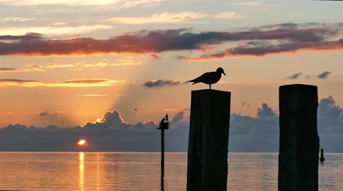 A ferry passing by during sunset Video stock 55014123