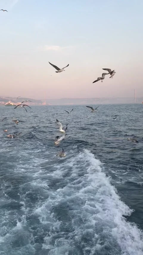 Ferry ride on the Bosphorus Stock Footage 233097561