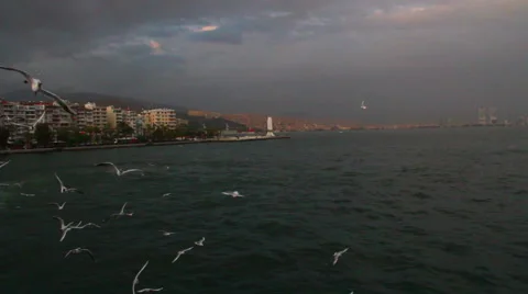 Ferry  seagull sunset view Stock Footage 63282740