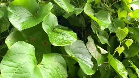 Fertile bilis Stockbeeldmateriaal 232764374