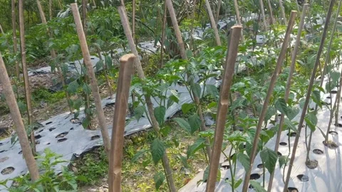 A fertile chili garden Stock Footage 290095273