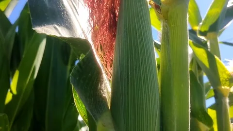 Fertile corn plants Stock-Footage 338003941