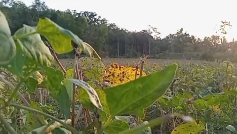 Fertile cowpea plants. 動画素材 339279054