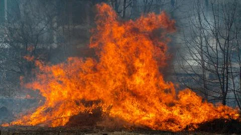 Fertile field on fire. The theme of war or man-made disaster Stock Photos