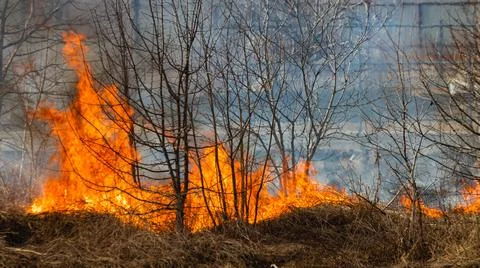 Fertile field on fire. The theme of war or man-made disaster Stock Photos