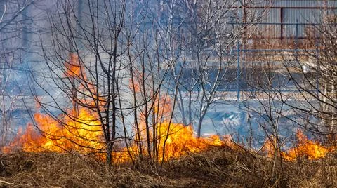 Fertile field on fire. The theme of war or man-made disaster Stock Photos