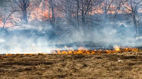 Fertile field on fire. The theme of war or man-made disaster Stock Photos