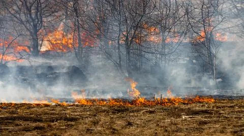 Fertile field on fire. The theme of war or man-made disaster Stock Photos