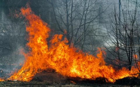 Fertile field on fire. The theme of war or man-made disaster Stock Photos