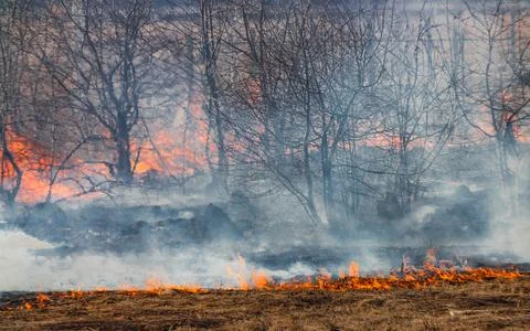 Fertile field on fire. The theme of war or man-made disaster Stock Photos