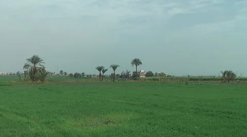 Fertile fields along the nile river Видео 7734752