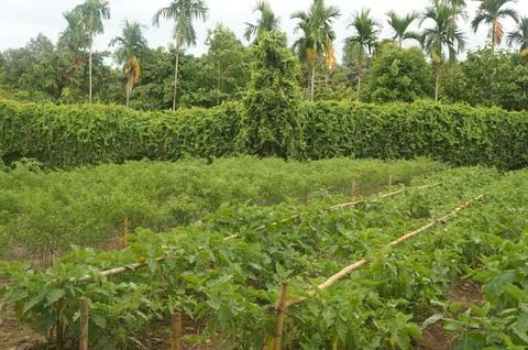 Fertile fields of crops thrive in Thailand's tropical climate Stock Photos