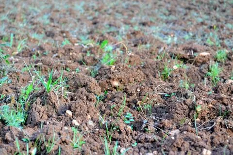 Fertile fields Stock Photos
