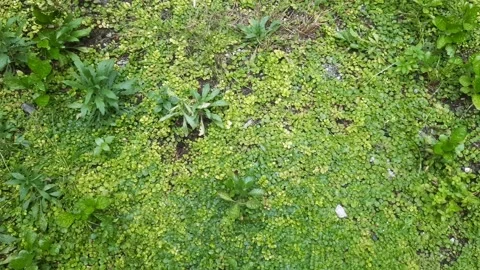 Fertile Land Stock Footage 325601504