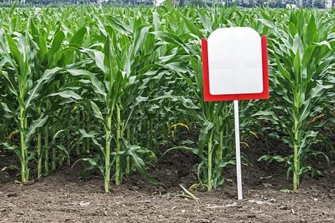 Fertile maize Stock Photos