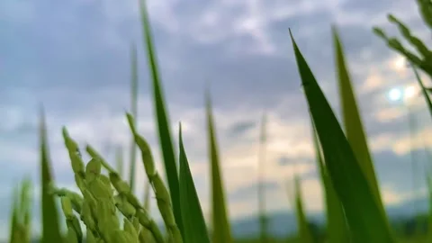 Fertile rice that is cared for by farmers Stockbeeldmateriaal 232353164