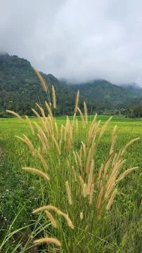 The fertile rice fields are planted with rice which is starting to turn yellow Stock Photos