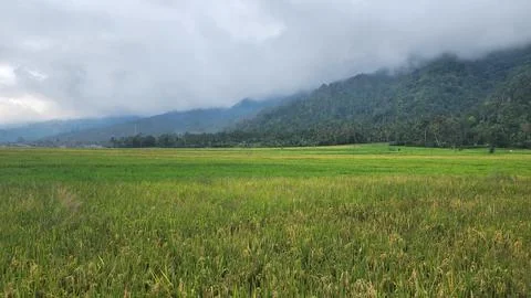 The fertile rice fields are planted with rice which is starting to turn yellow Stock Photos