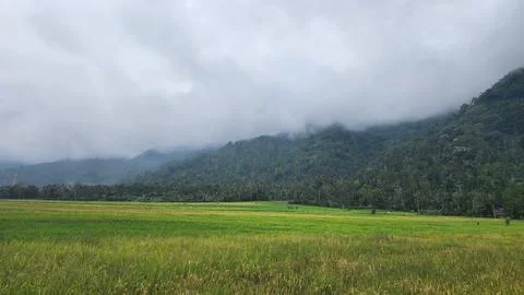 The fertile rice fields are planted with rice which is starting to turn yellow Stock Photos