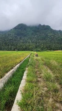 The fertile rice fields are planted with rice which is starting to turn yellow Stock Photos