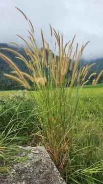 The fertile rice fields are planted with rice which is starting to turn yellow Stock Photos