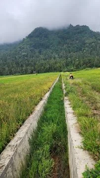 The fertile rice fields are planted with rice which is starting to turn yellow Stock Photos