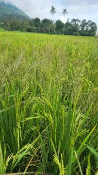 The fertile rice fields are planted with rice which is starting to turn yellow Foto stock
