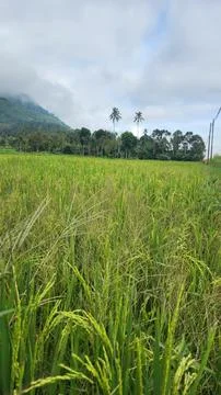 The fertile rice fields are planted with rice which is starting to turn yellow Stock Photos
