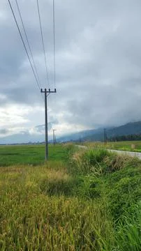 The fertile rice fields are planted with rice which is starting to turn yellow Stock Photos