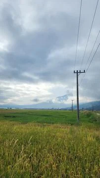 The fertile rice fields are planted with rice which is starting to turn yellow Stock Photos