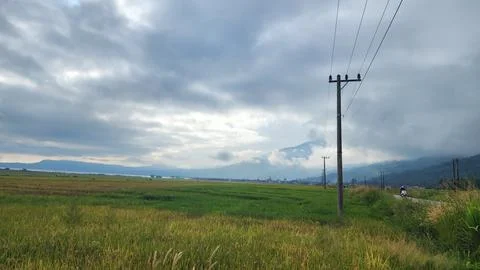 The fertile rice fields are planted with rice which is starting to turn yellow Stock Photos