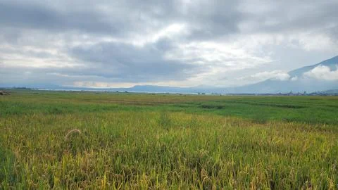 The fertile rice fields are planted with rice which is starting to turn yellow Stock Photos