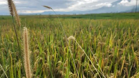 The fertile rice fields are planted with rice which is starting to turn yellow Foto stock