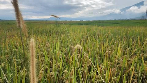 The fertile rice fields are planted with rice which is starting to turn yellow Foto stock