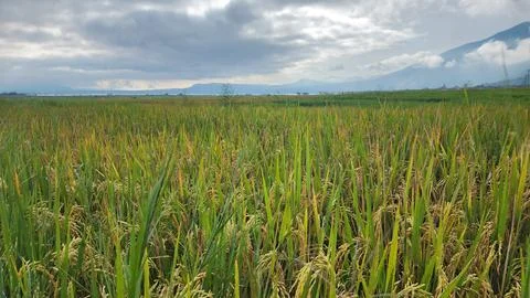 The fertile rice fields are planted with rice which is starting to turn yellow Stock Photos