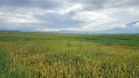 The fertile rice fields are planted with rice which is starting to turn yellow Foto stock