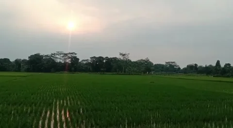 Fertile rice Stock Footage 242352893