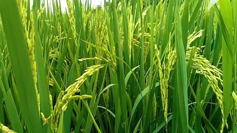 Fertile rice plants 動画素材 229268887