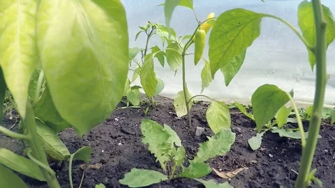Fertile rows of organic vegetables, tracking shot, inside large greenhouse Stock Footage 100210807