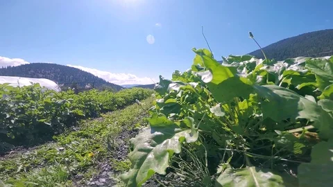 Fertile rows of organic vegetables, tracking shot, hills in background Stock Footage 100210842