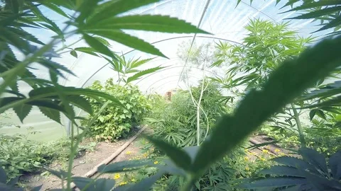 Fertile rows of organic vegetables, tracking shot, inside large greenhouse Stock Footage 100211710