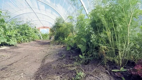 Fertile rows of organic vegetables, tracking shot, inside large greenhouse Stock Footage 100211816