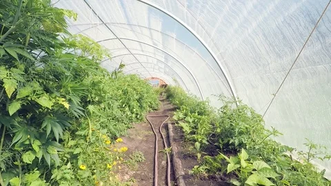 Fertile rows of organic vegetables, tracking shot, inside large greenhouse Stock Footage 100214750
