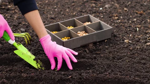 Fertile soil and seed Stock Footage 132617008