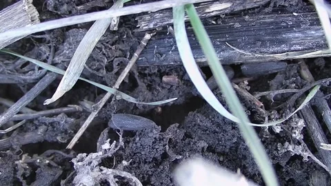 Fertile soil close-up. Soil background close-up. Soil close-up. Видео 309795030