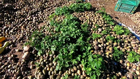 Fertile soil completely covered with potatoes and other vegetables, exterior Video stock 171418410